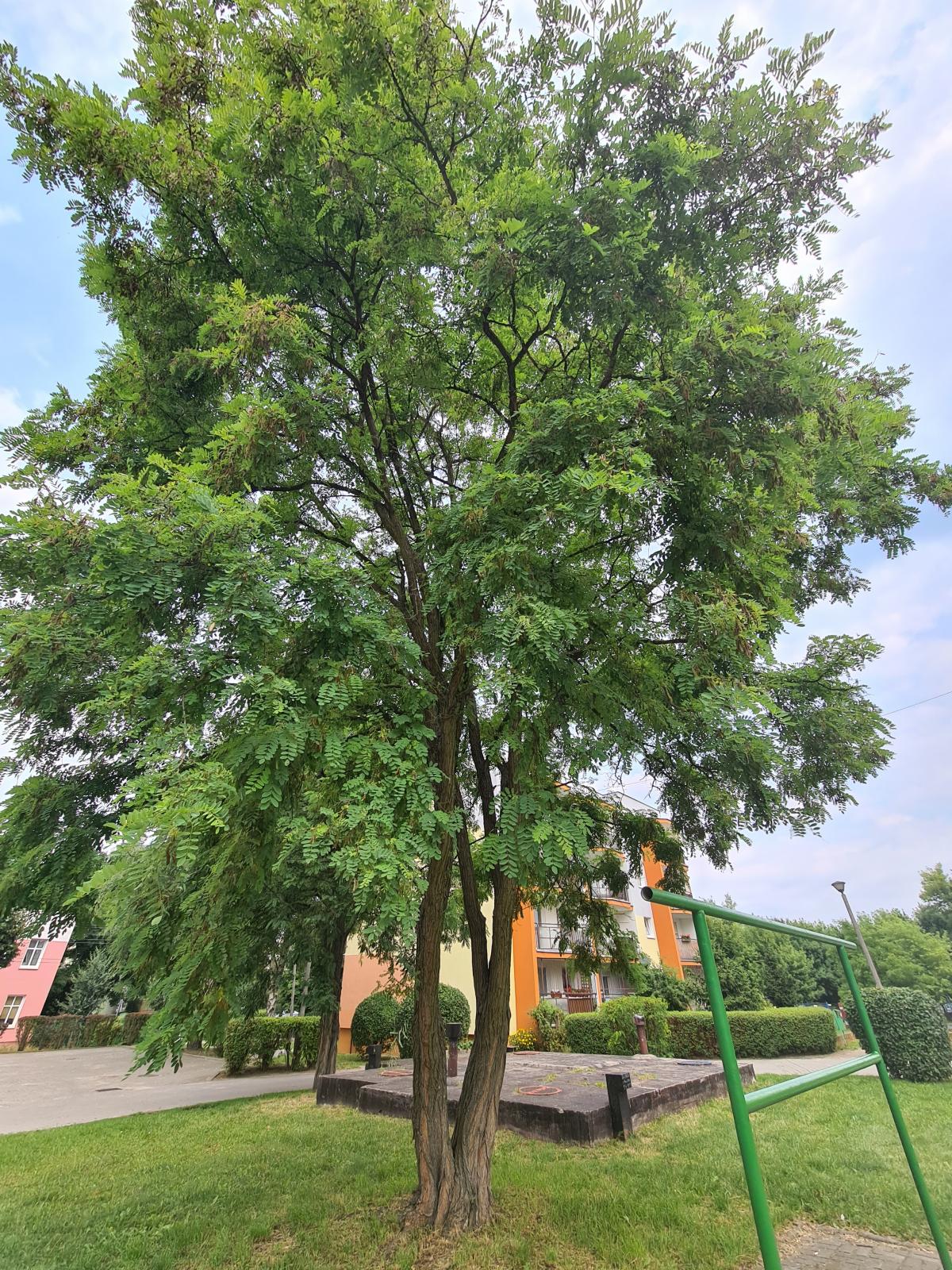 Robinia akacjowa