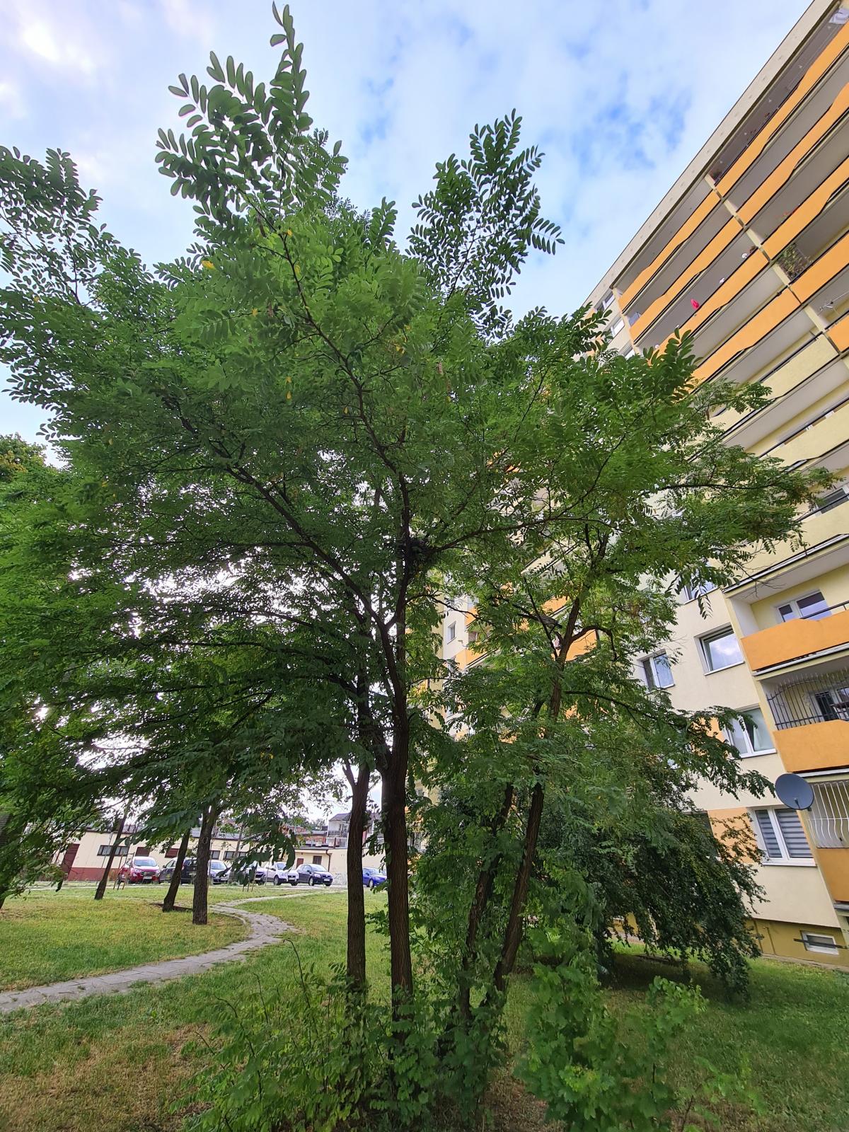 Robinia akacjowa