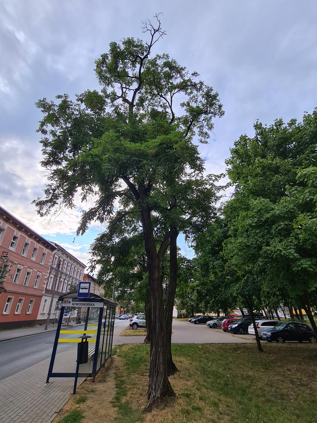 Robinia akacjowa