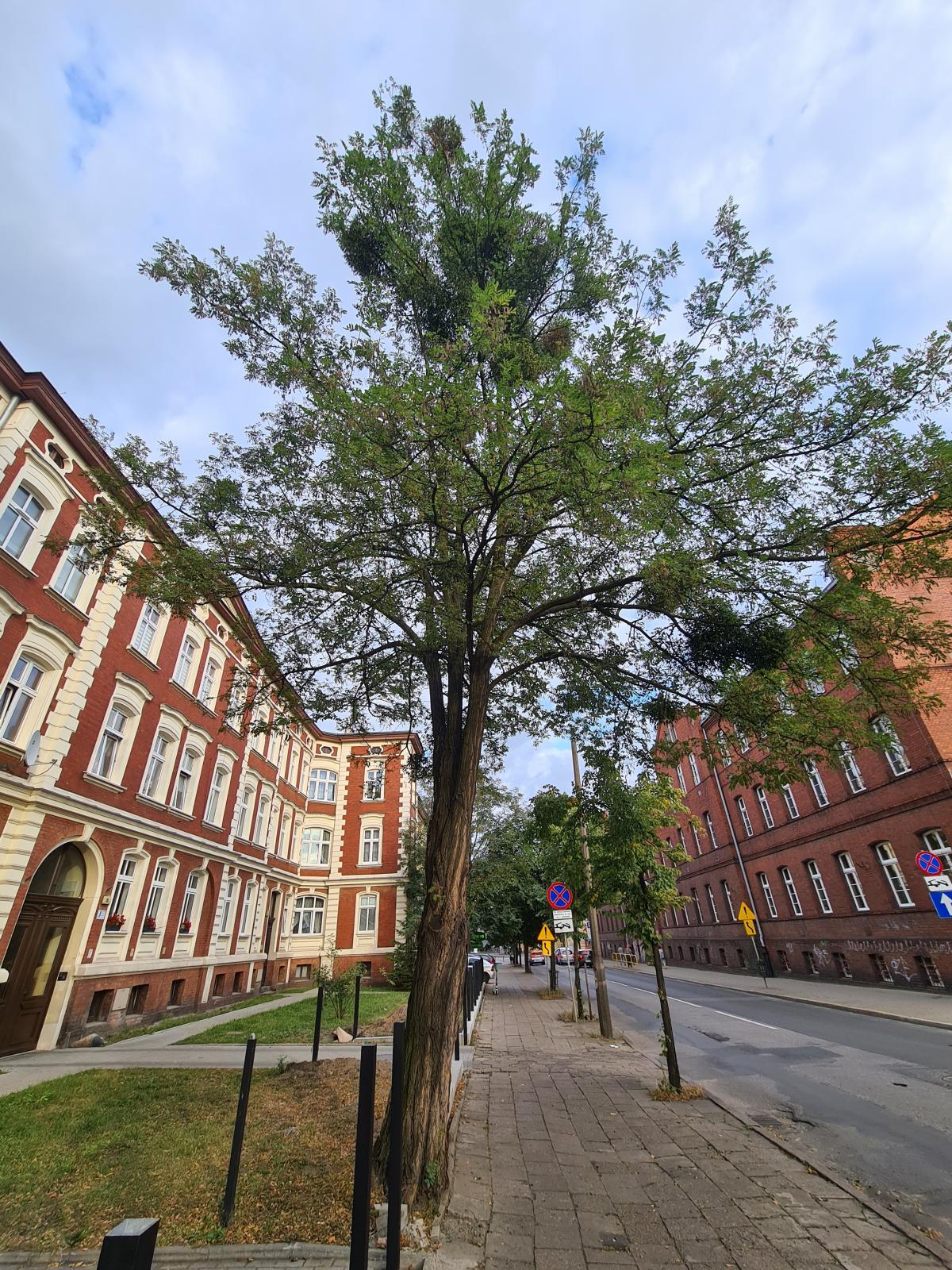 Robinia akacjowa