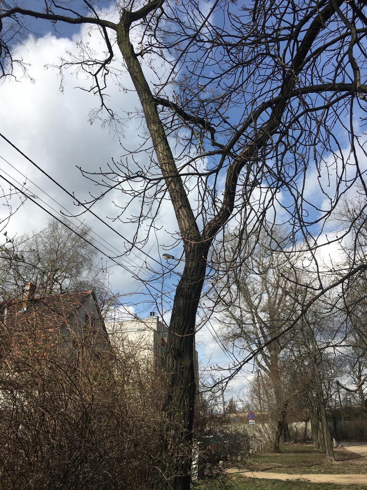 Robinia akacjowa