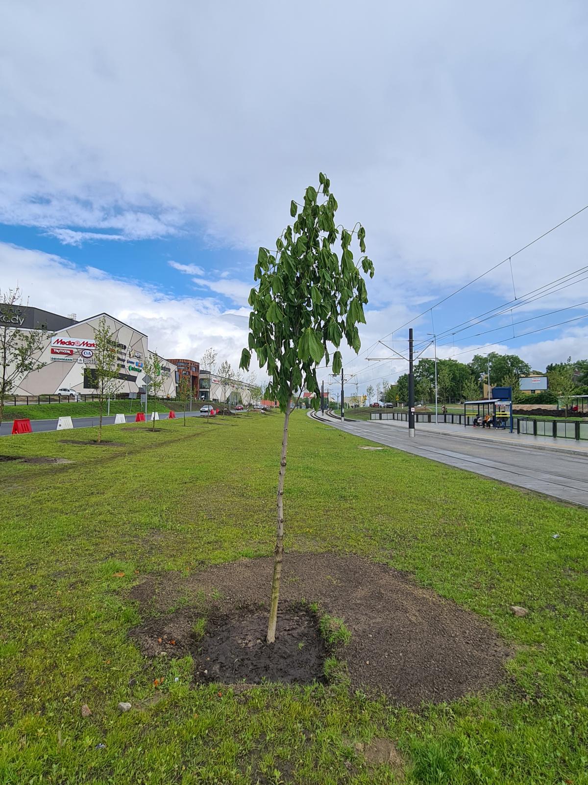 Kasztanowiec pospolity