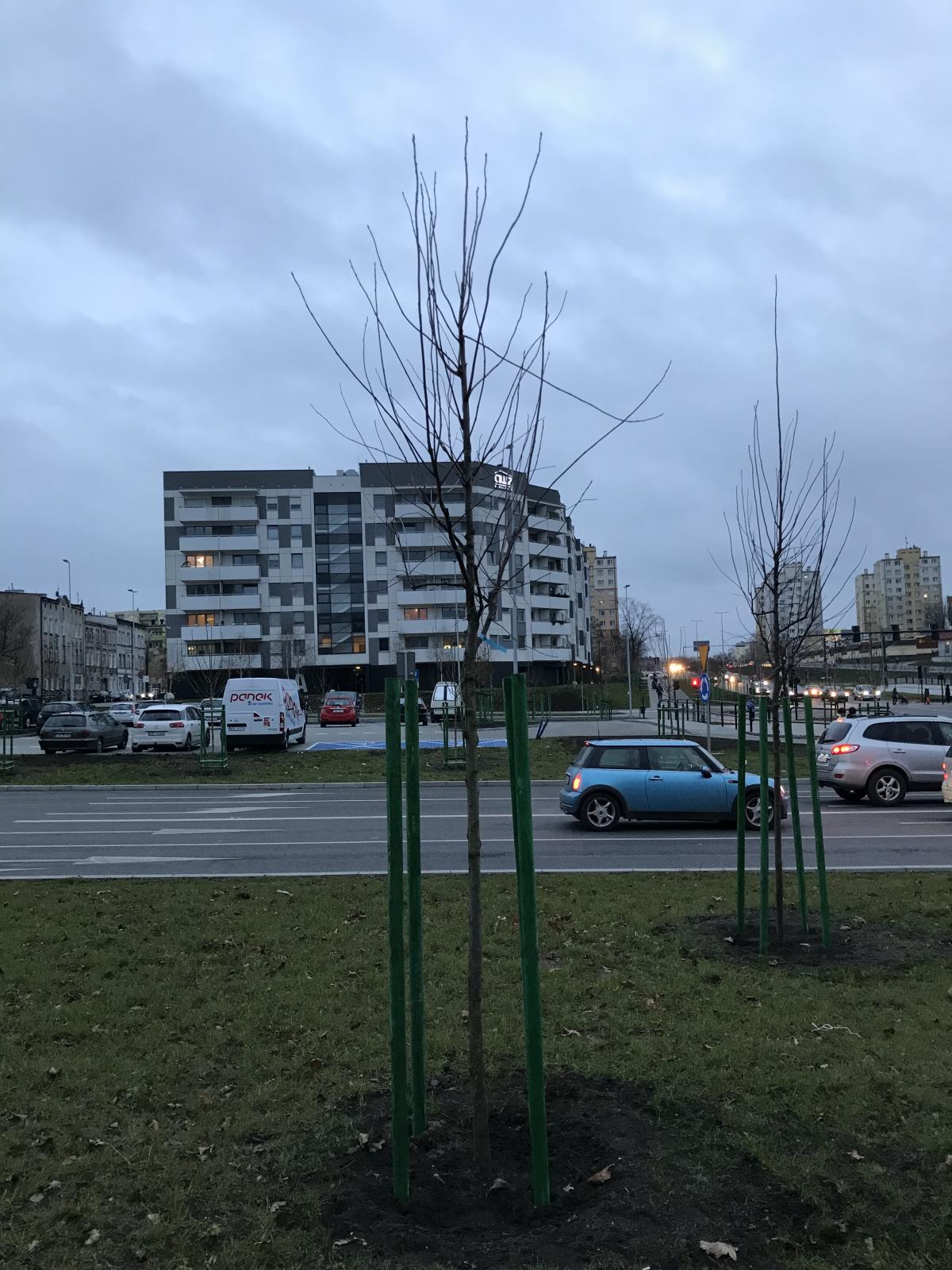 Czeremcha wirgijska shubert