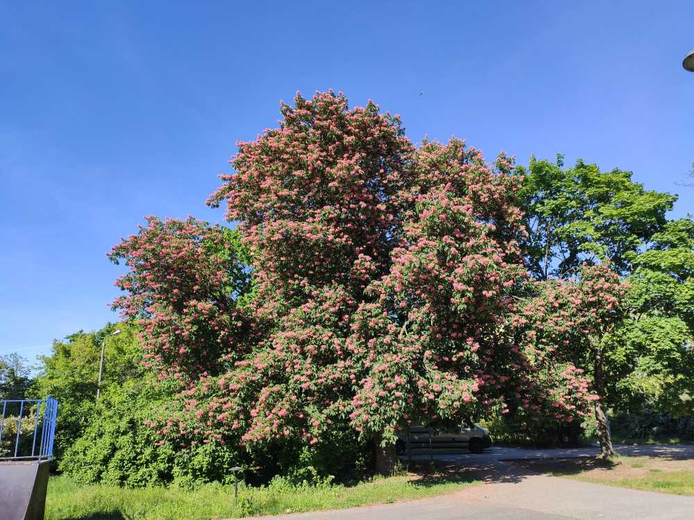 Kasztanowiec czerwony