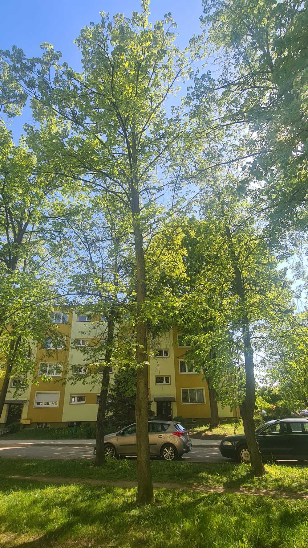 Lipa