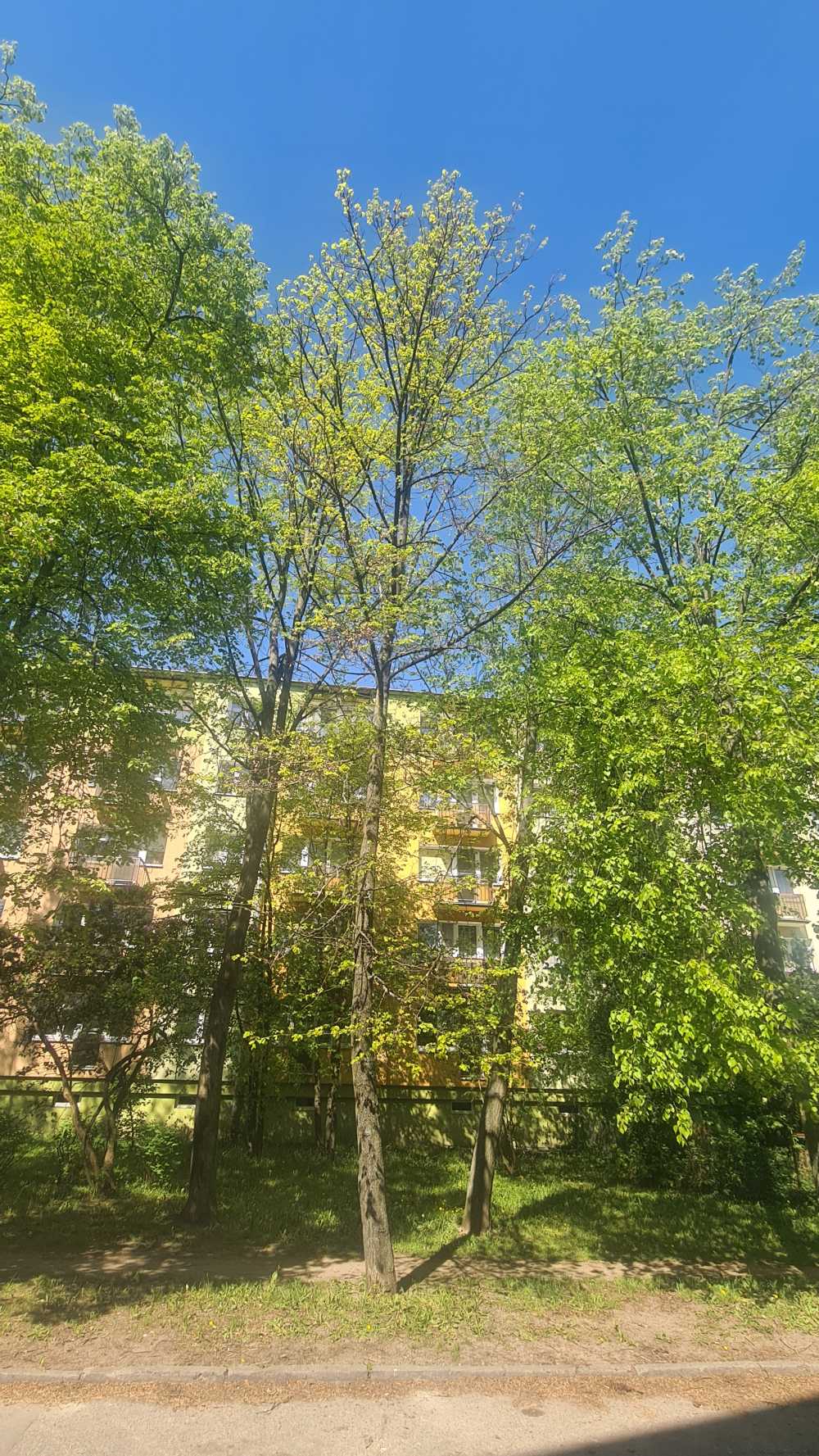 Lipa drobnolistna