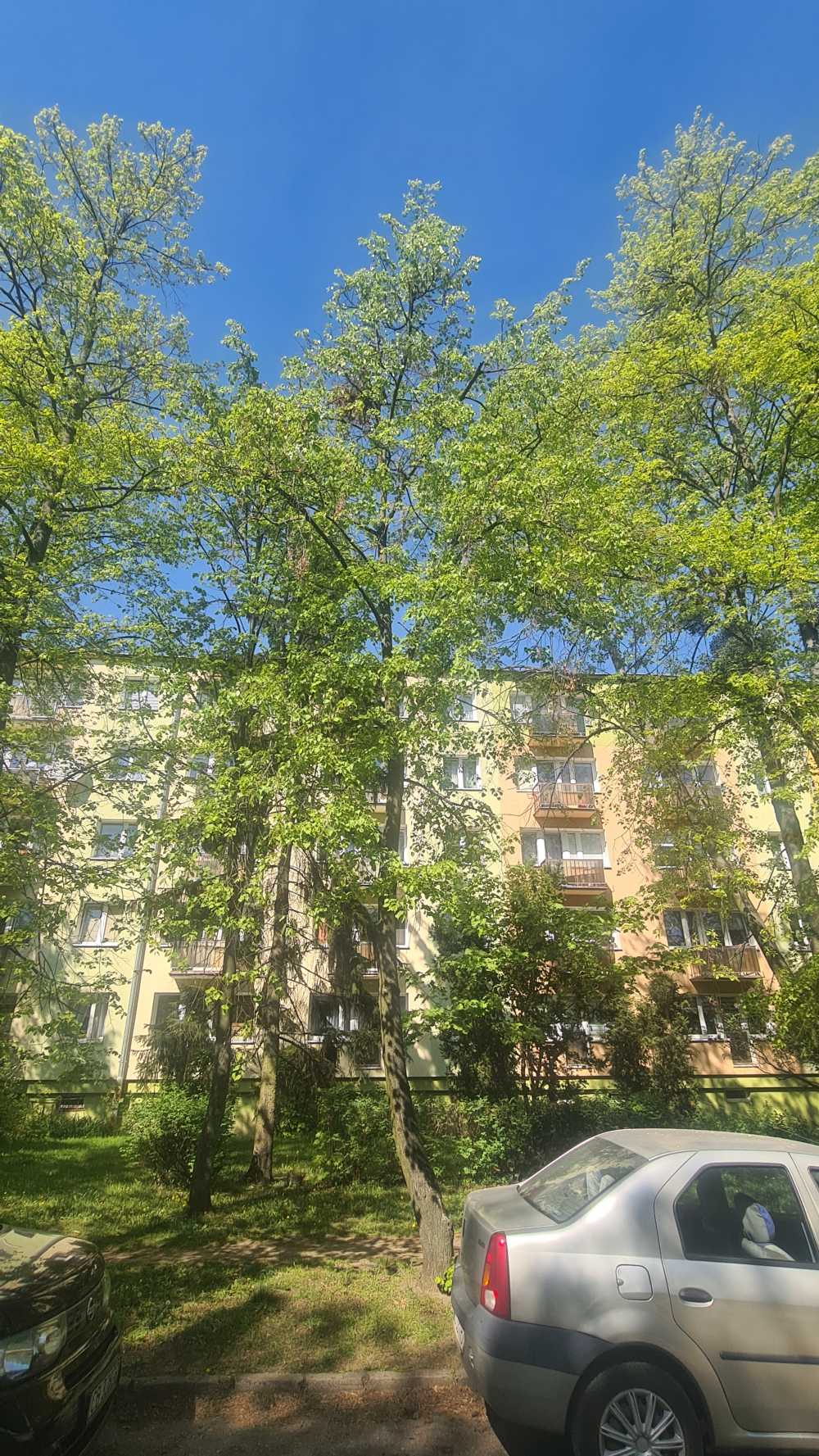 Lipa