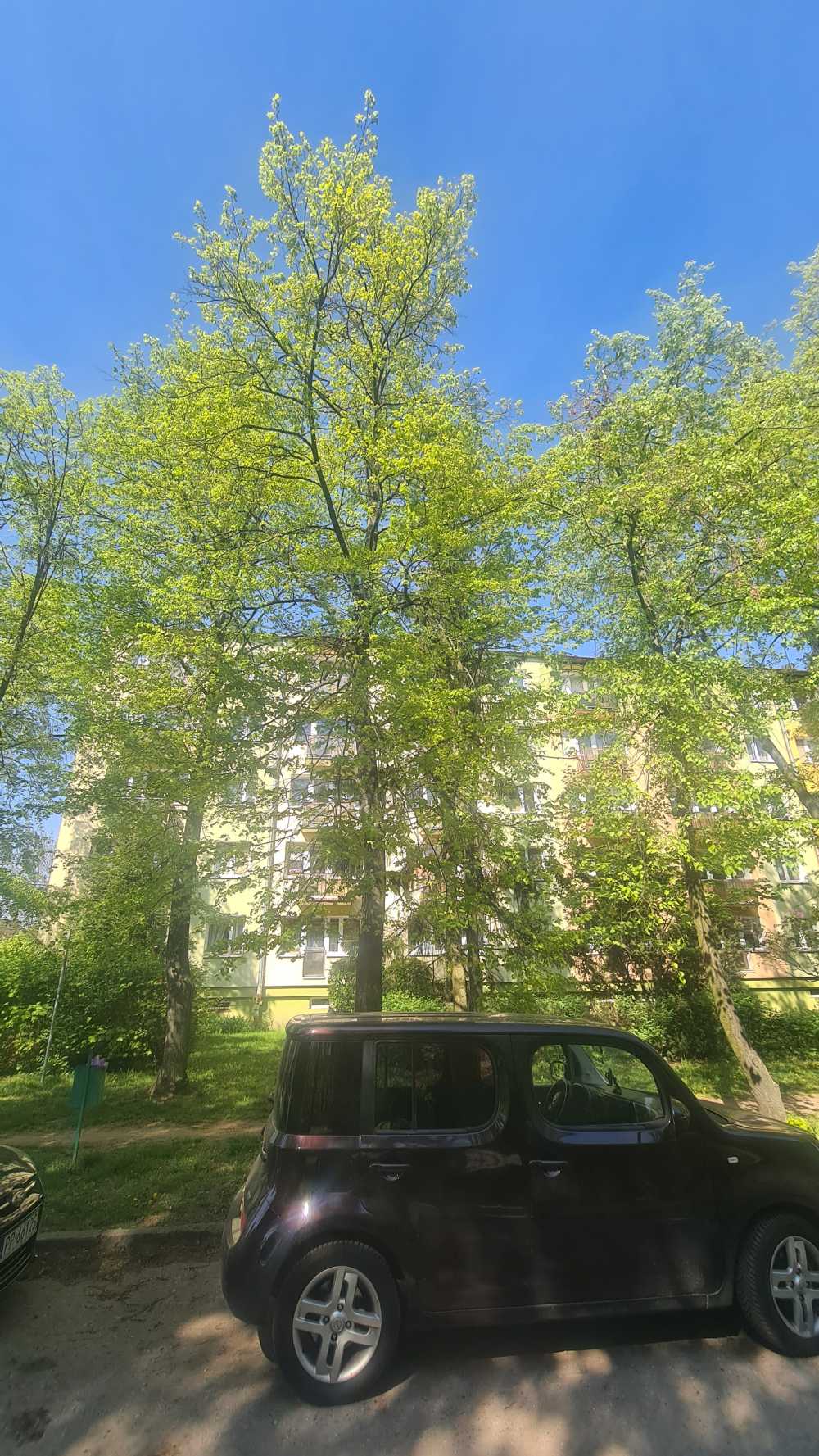 Lipa