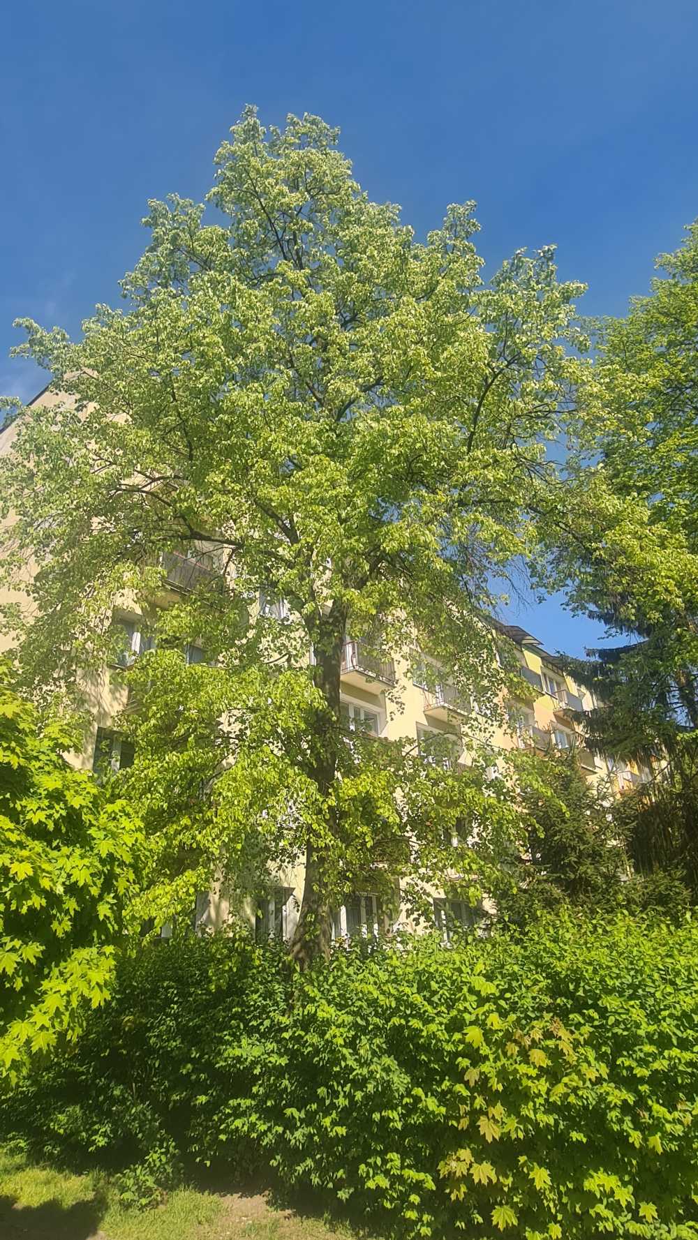 Lipa