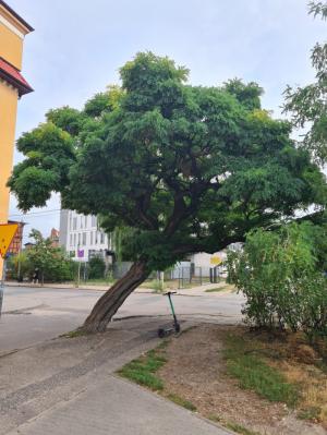 Robinia akacjowa Pl. Kościuszki Tadeusza